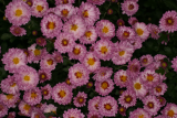 Chrysanthemum 'Ruby Mound' RCP10-06 022.jpg